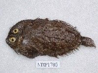 藏品(多鱗短額鮃)的圖片